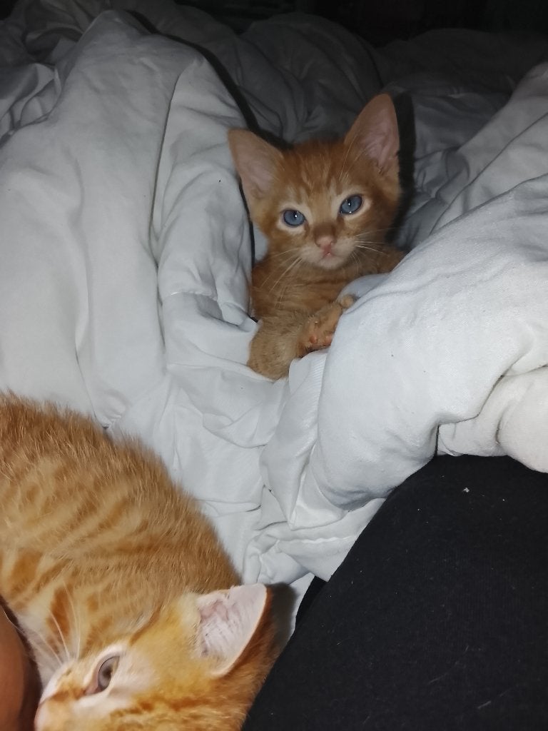 Kittens, Dieren en Toebehoren, Meerdere dieren, Kortharig, 0 tot 2 jaar