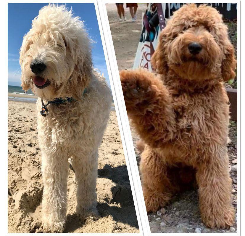 Goldendoodle x Australian Labradoodle pups Standard/Large, Dieren en Toebehoren, Honden | Retrievers, Spaniëls en Waterhonden