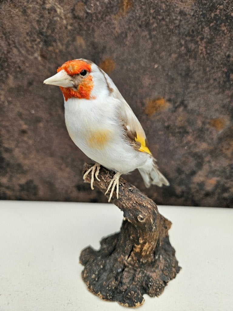 Aangeboden prachtige hele grote mutatie putter ( opaal ), Ophalen of Verzenden, Nieuw, Vogel, Opgezet dier