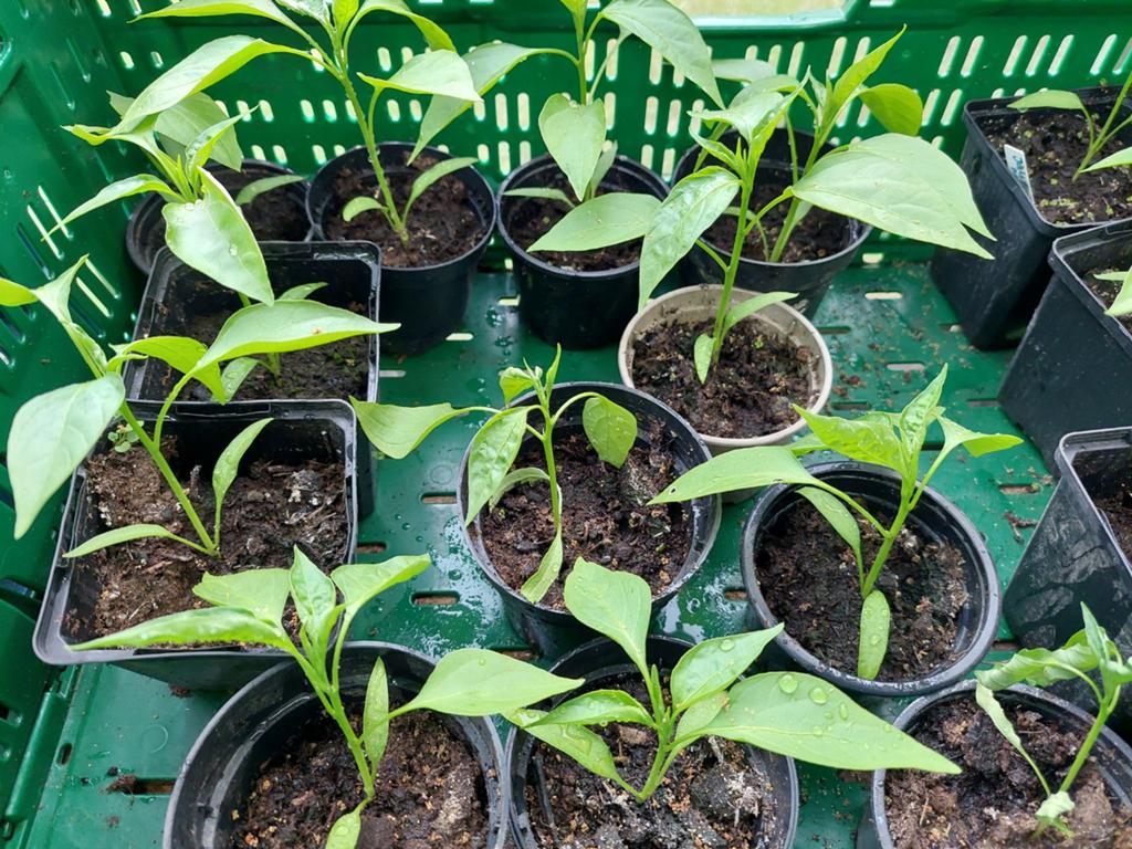 Peperplantjes, Ophalen, Eenjarig, Groenteplanten, Volle zon