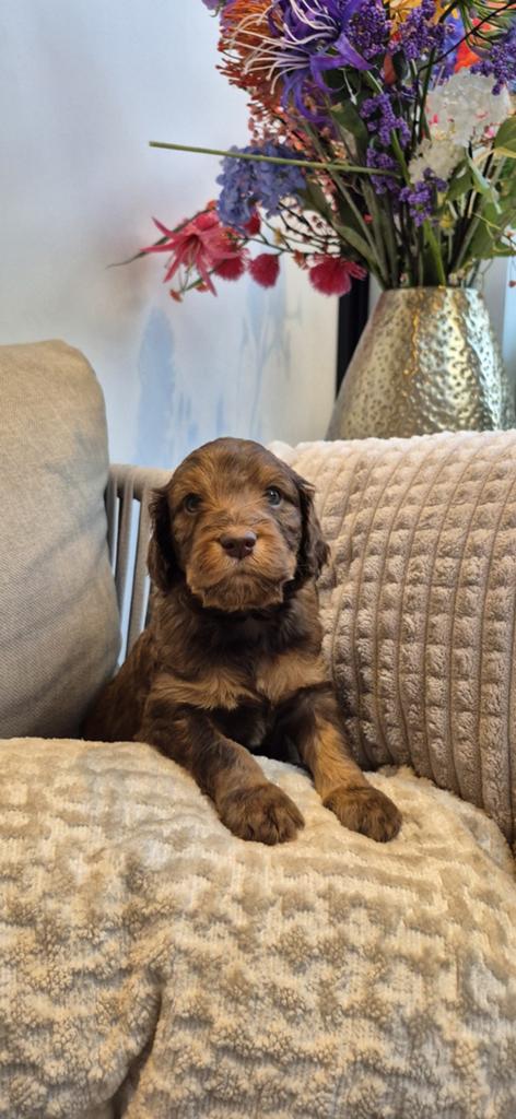 Nog 5 Supermooie labradoodle /goldendoodle pups, 8 tot 15 weken, Parvo, Meerdere, Meerdere dieren