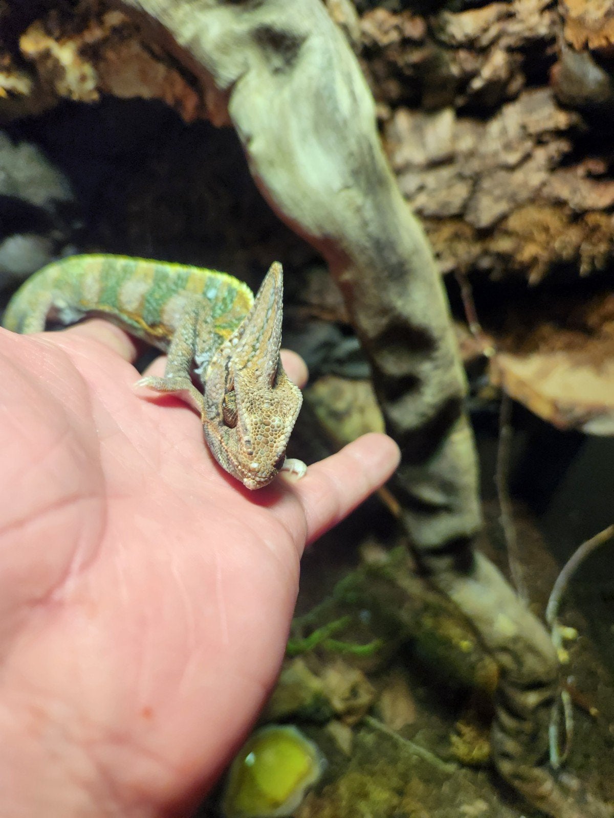 jemen kameleon met terrarium. Chameleon photo 4