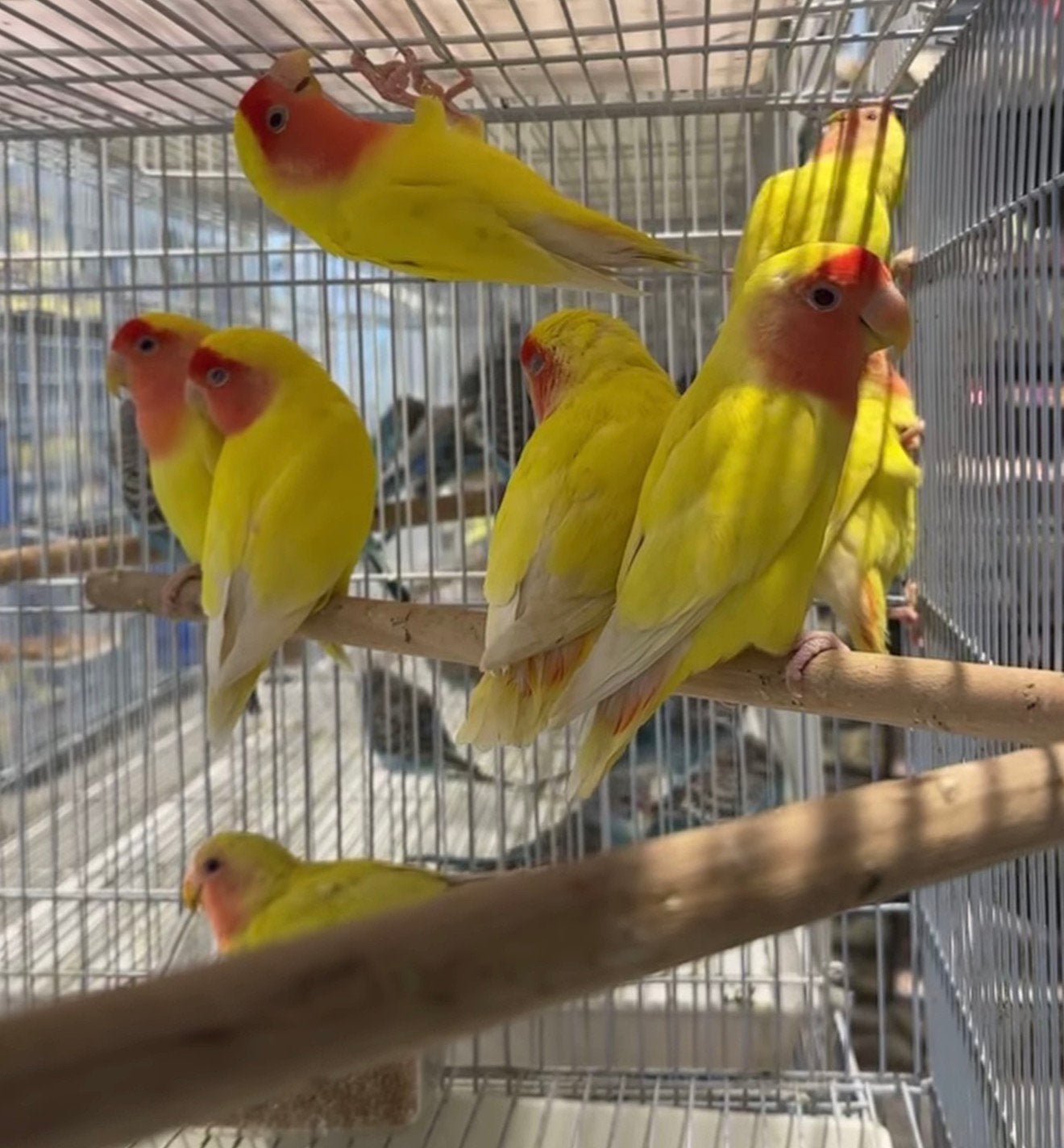 jonge agapornis roceicolli dwergpapegaaien