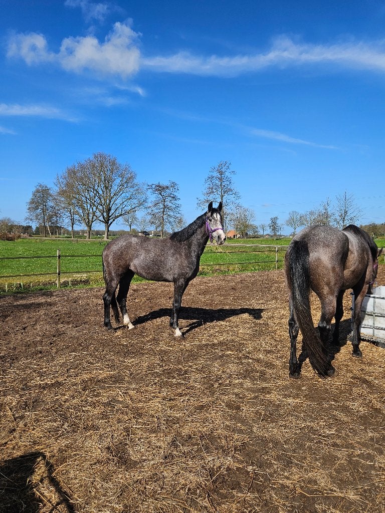 3 jarige springmerrie, Merrie, Springpaard, Met stamboom, 3 tot 6 jaar