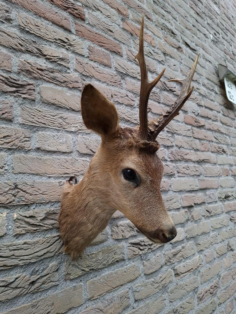 Opgezette kop reebok taxidermy jacht opgezet hert gewei, Ophalen, Hert, Gewei of Kop