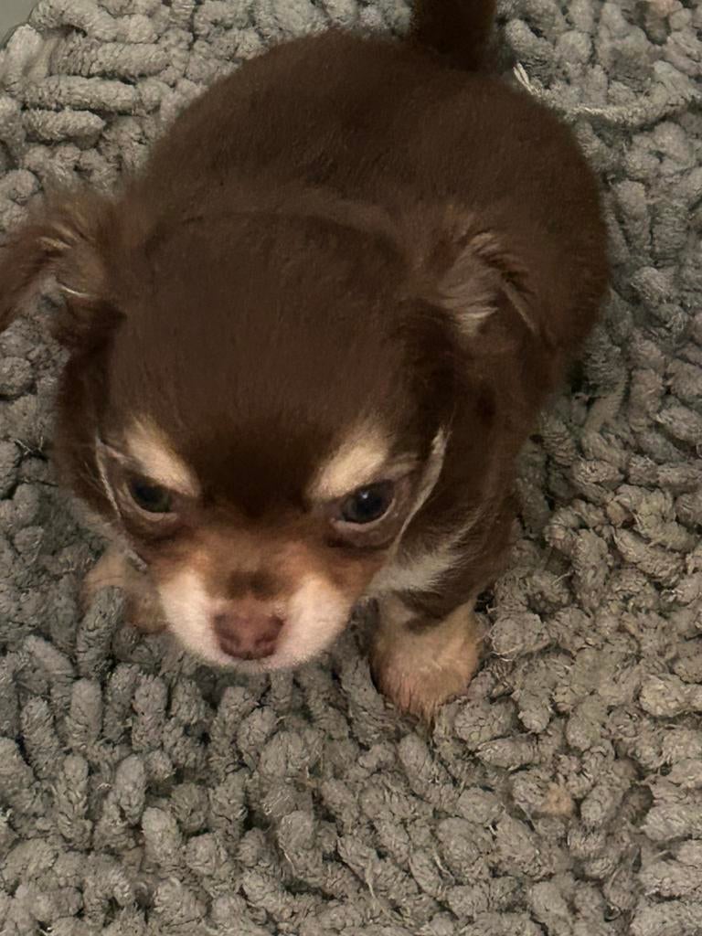 Chihuahua pup choco tan, Parvo, 8 tot 15 weken, Meerdere, Meerdere dieren
