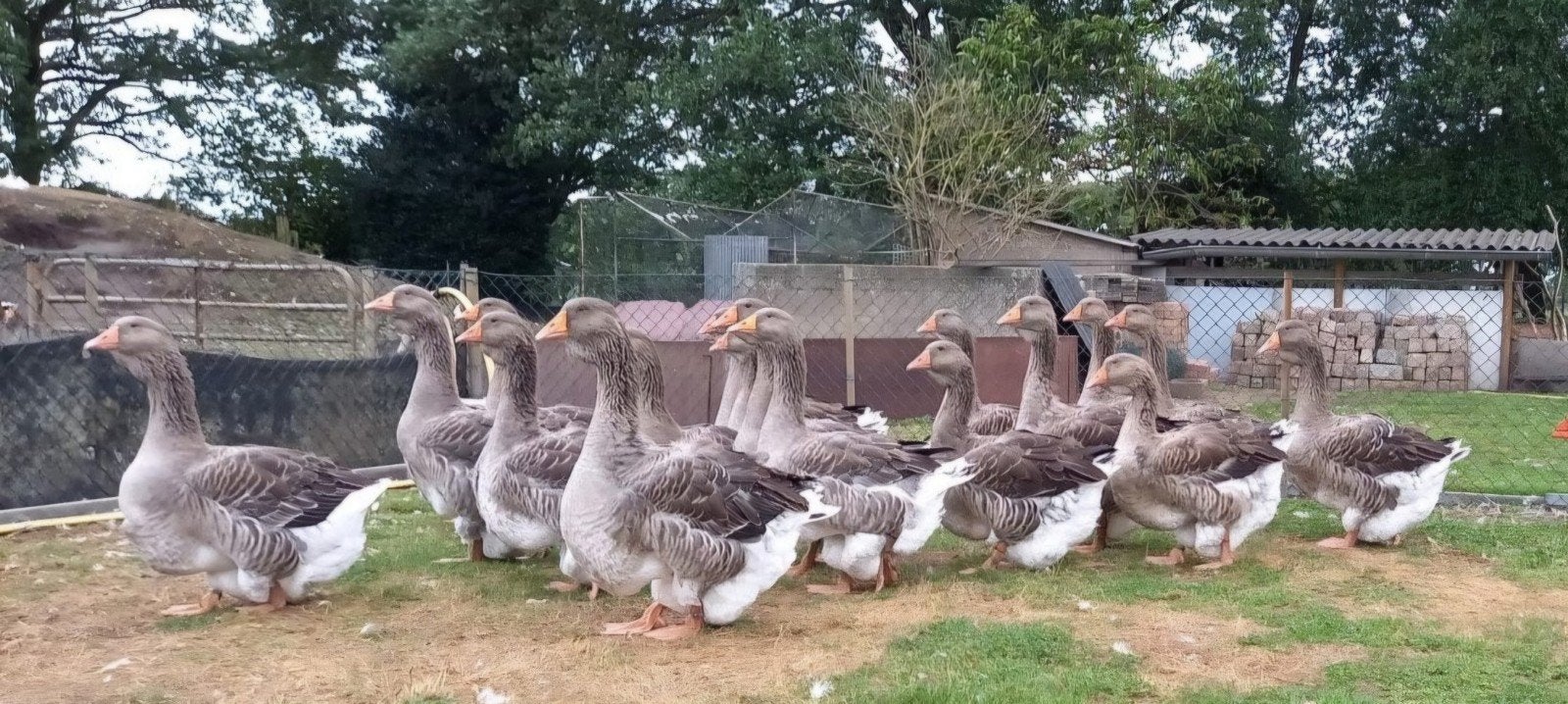 Raszuivere Toulouseganzen, Dieren en Toebehoren, Meerdere dieren, Gans of Zwaan