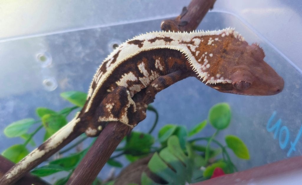 RTB Sable wimpergekko crested gecko man Crested Gecko - male for sale from TCM_Reptiless