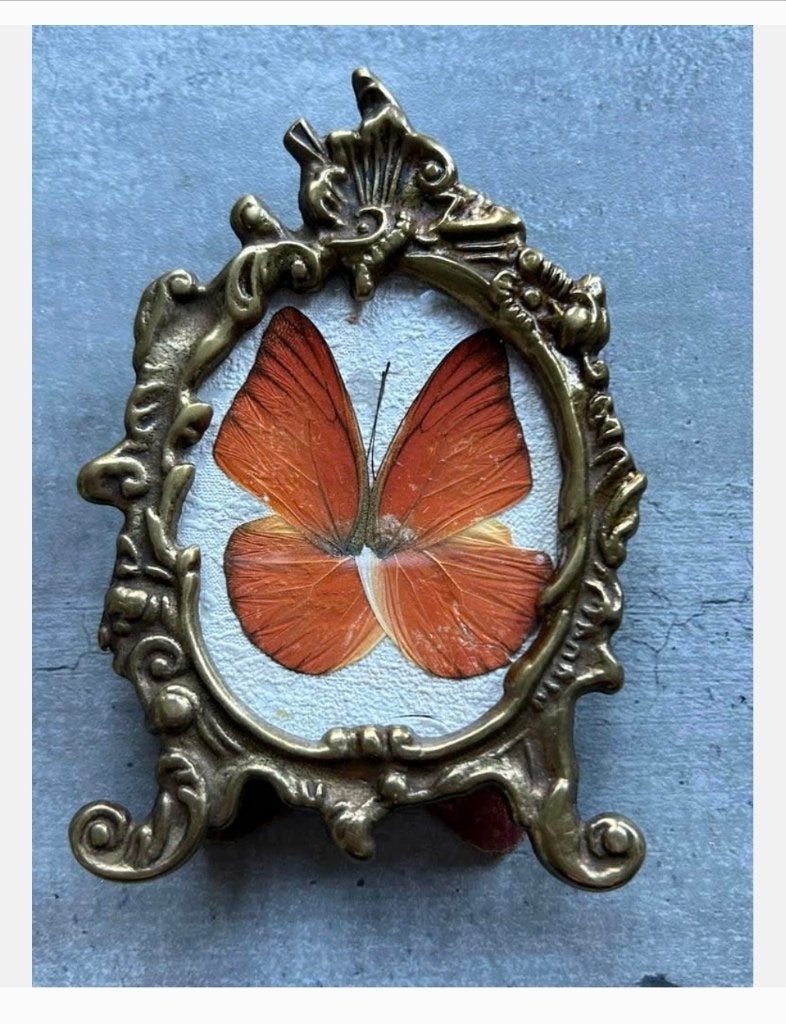 Antiek koperen lijstje met echte vlinder, 11 x 7 cm, Ophalen of Verzenden