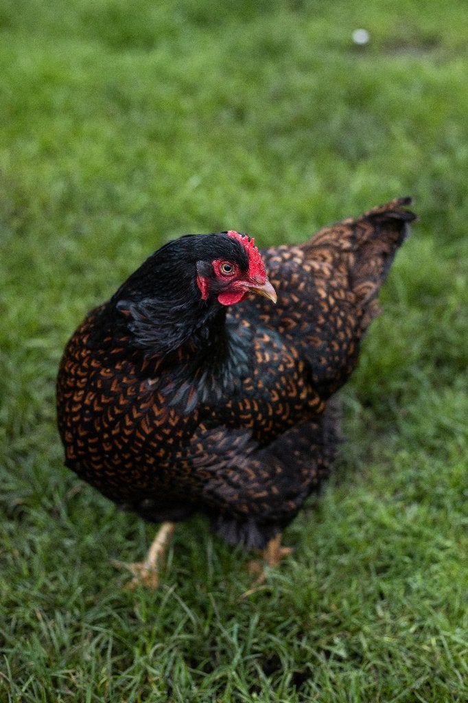 Barnevelders | Goede leggers | Vriendelijke kippen, Dieren en Toebehoren, Pluimvee, Vrouwelijk, Kip