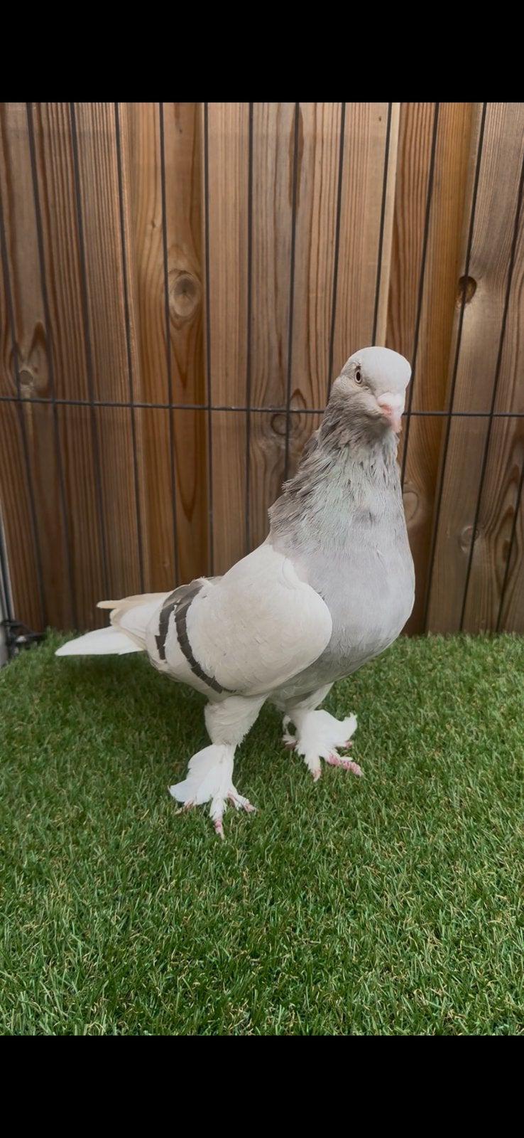 Takla, Dieren en Toebehoren