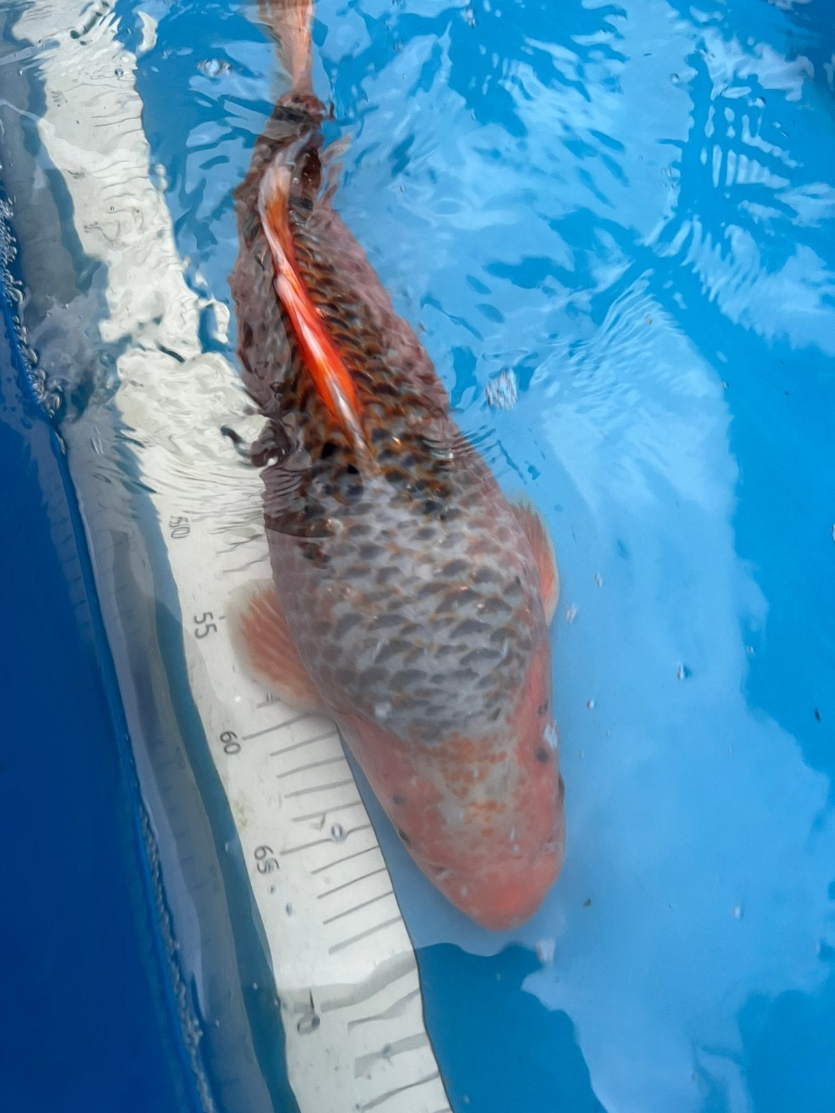 Mooie asagi koi, Dieren en Toebehoren, Karper of Koi