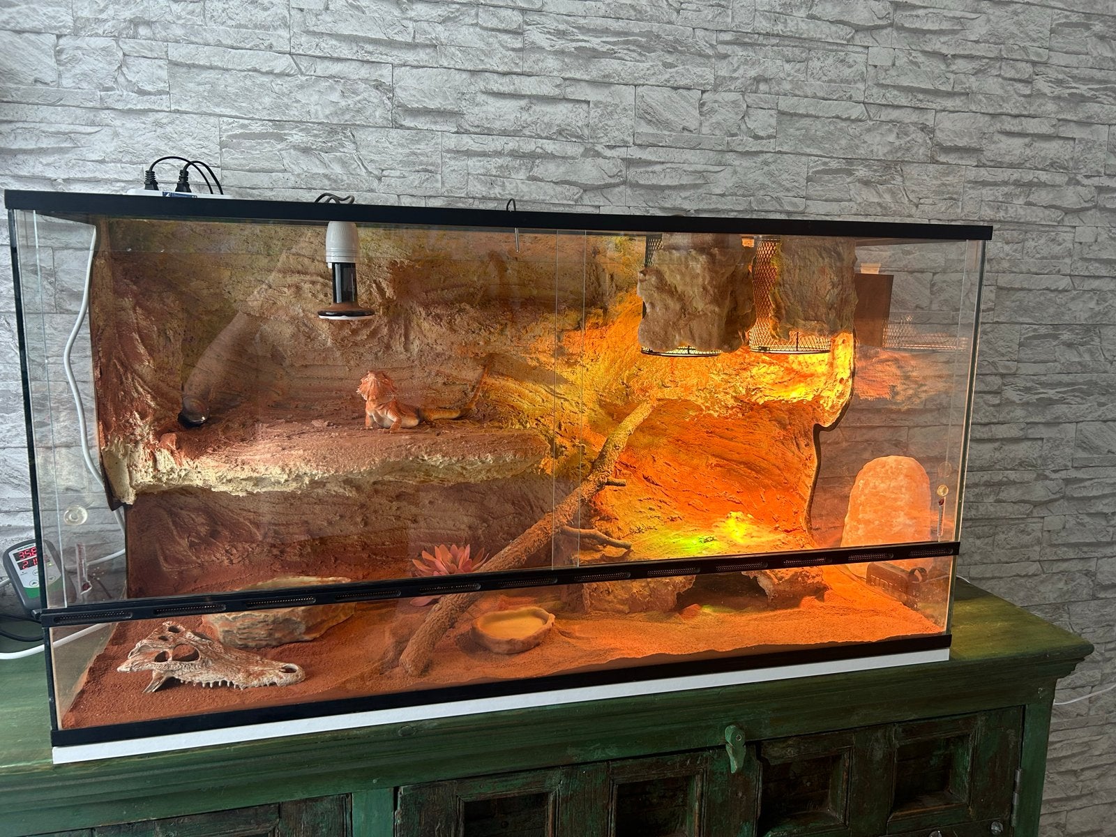 Baardagaam rood met blue lagoon terrarium (compleet) Bearded Dragon - unknown for sale from Marcel