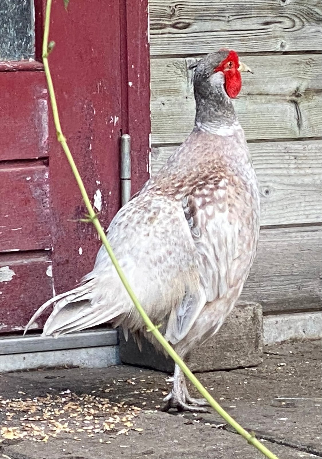 Mooie zilverkleurige Bosfazant plus 3 hennen te koop, Meerdere dieren, Overige soorten