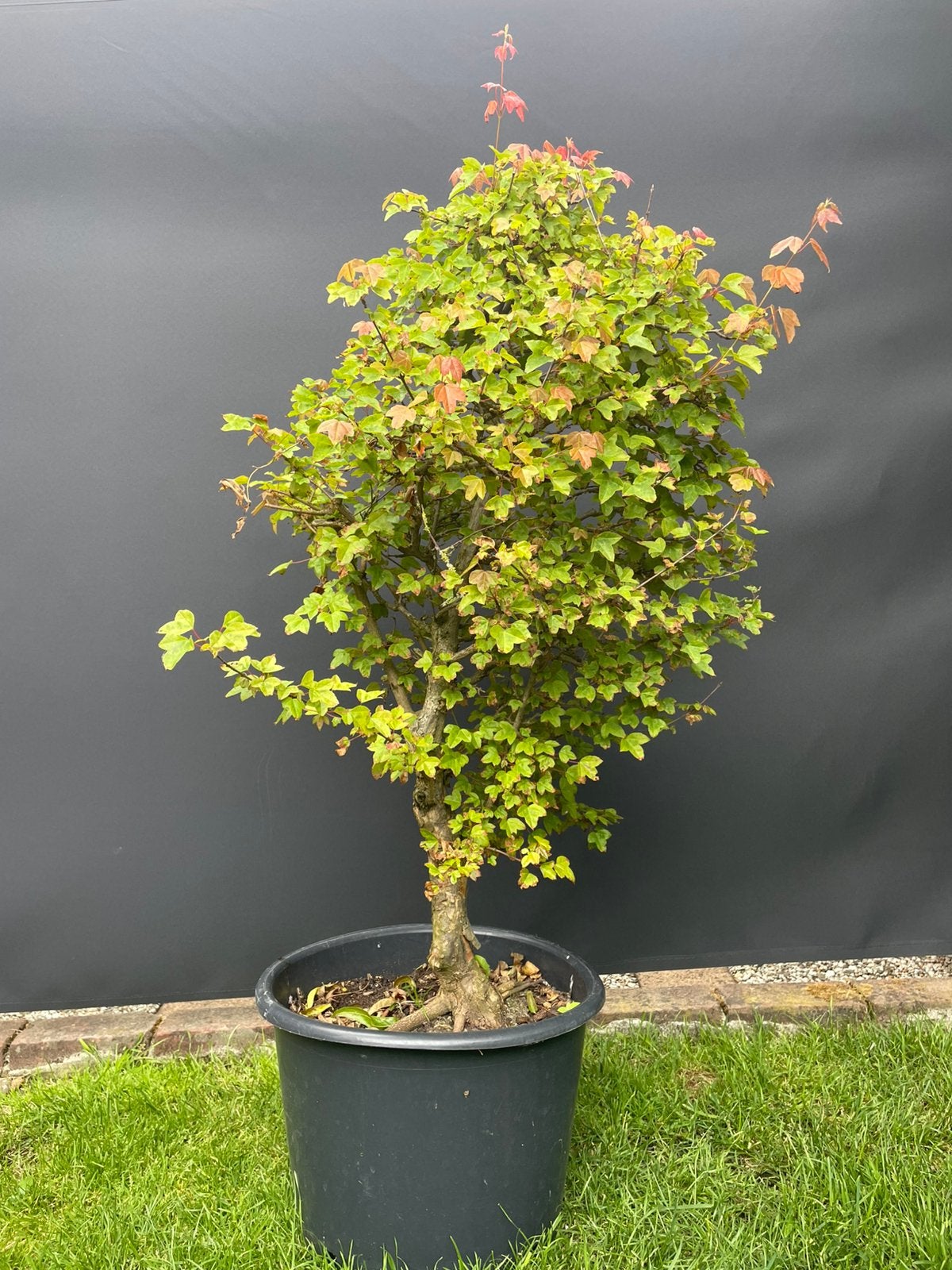 Acer buergianum bonsai / drietand esdoorn, Tuin en Terras, Planten | Bomen, Ophalen, Bloeit niet, Halfschaduw, Overige soorten