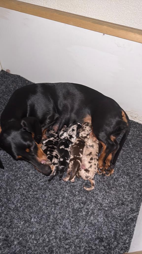 Dwerg teckel pups, Dieren en Toebehoren, Honden | Teckels en Dashonden, Meerdere dieren, Korthaar, Dwerg, Fokker | Hobbymatig