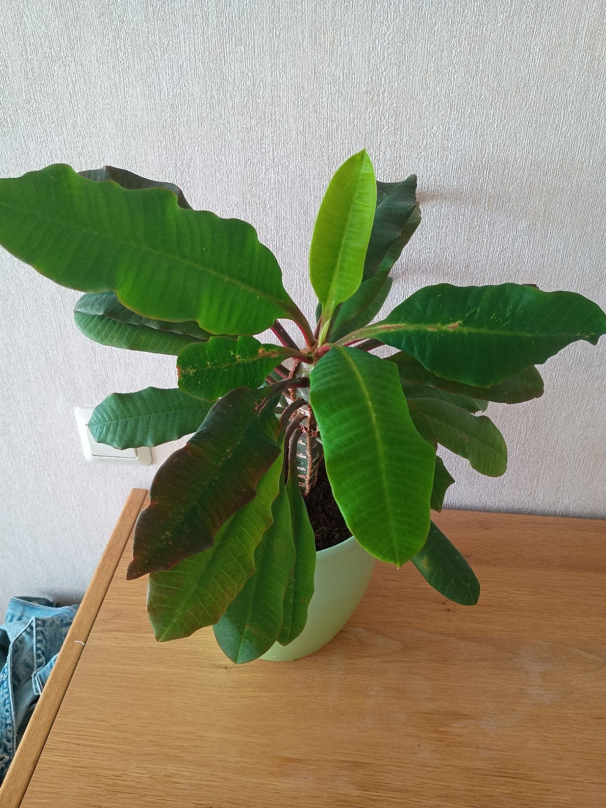 Madagascar Jewel 50cm in aardewerk pot, Ophalen, Halfschaduw, In pot, Minder dan 100 cm