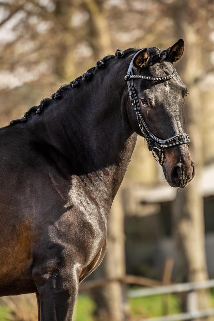 Belofte voor de toekomst  4 jarige kwpn ruin v. Livius, Met stamboom, Ruin, Dressuurpaard, Zadelmak