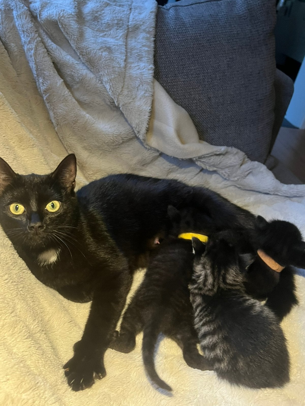 3 prachtige kittens, Meerdere dieren