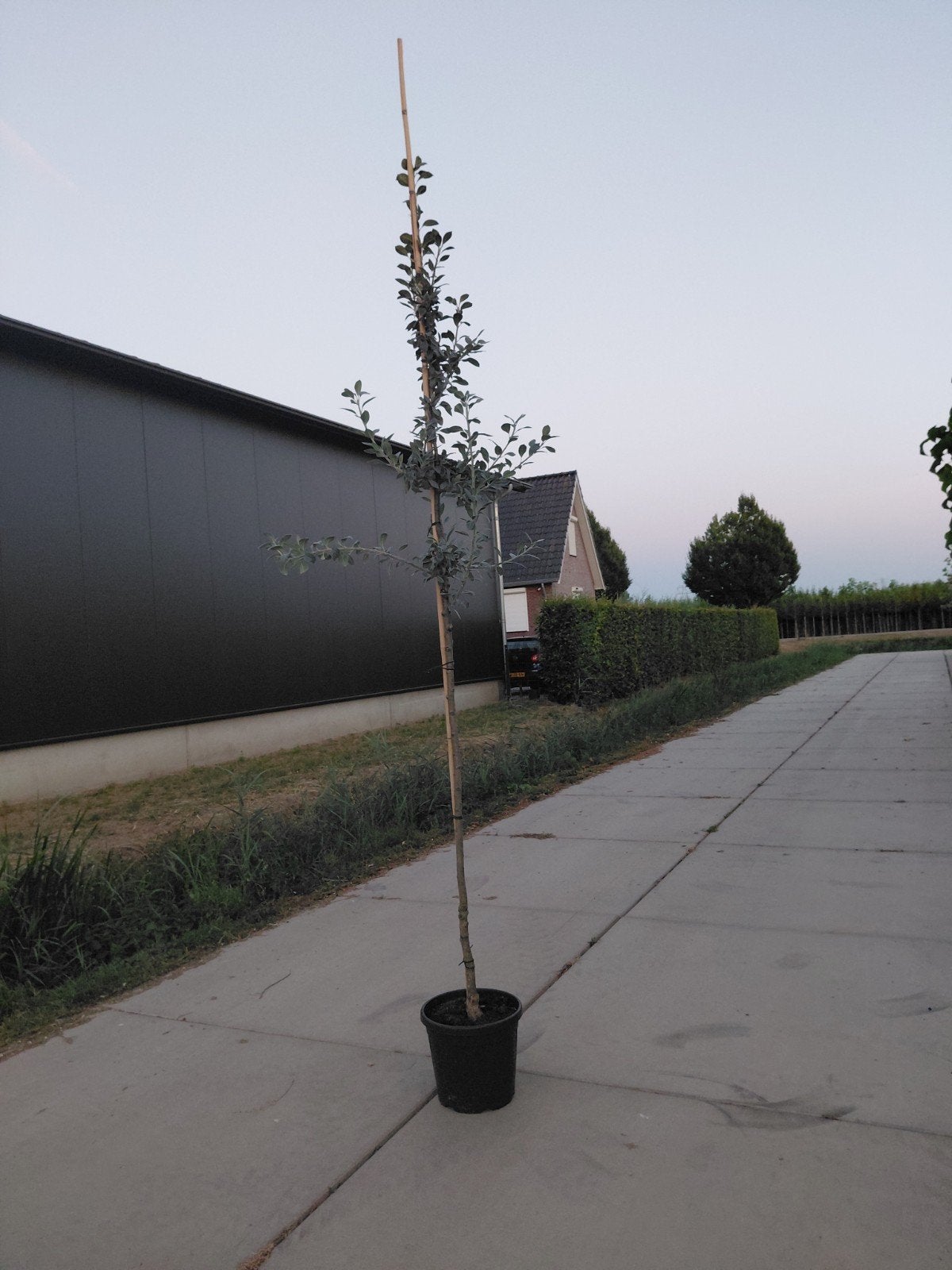 pyrus nivalis 'catalia (sneeuwpeer), Ophalen, Lente, Volle zon, 250 tot 400 cm