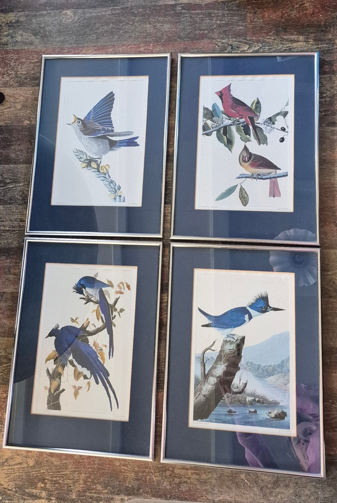 4 lijsten met vogel prent j.j. Audubon thema blauw 42x30, Gebruikt, Blauw, 42 cm, 30 cm