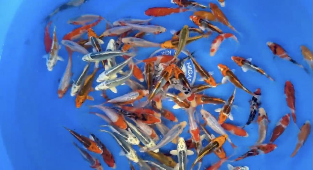 JAPANSE KOI YAMASAN-TOSAI 12-15 CM, Dieren en Toebehoren, Vissen | Vijvervissen, Karper of Koi