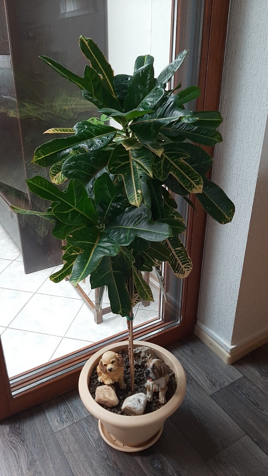 Kamerplant (Croton) 1.28 m. incl. pot, hondjes en stenen, Ophalen, Overige soorten, Halfschaduw, In pot