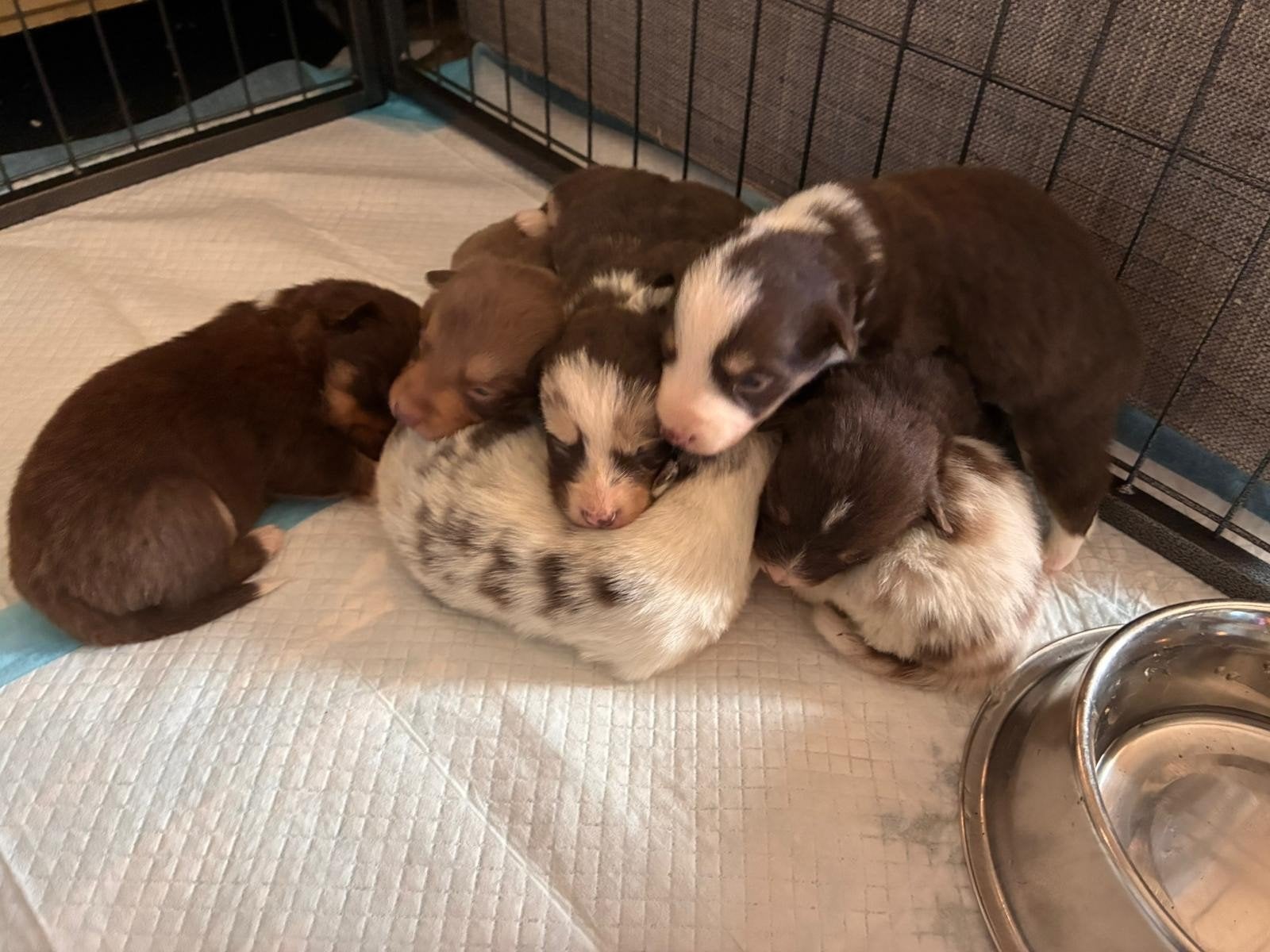 Prachtige Welsh corgi Cardigan pups, Dieren en Toebehoren, Parvo, België, Fokker | Hobbymatig, 8 tot 15 weken
