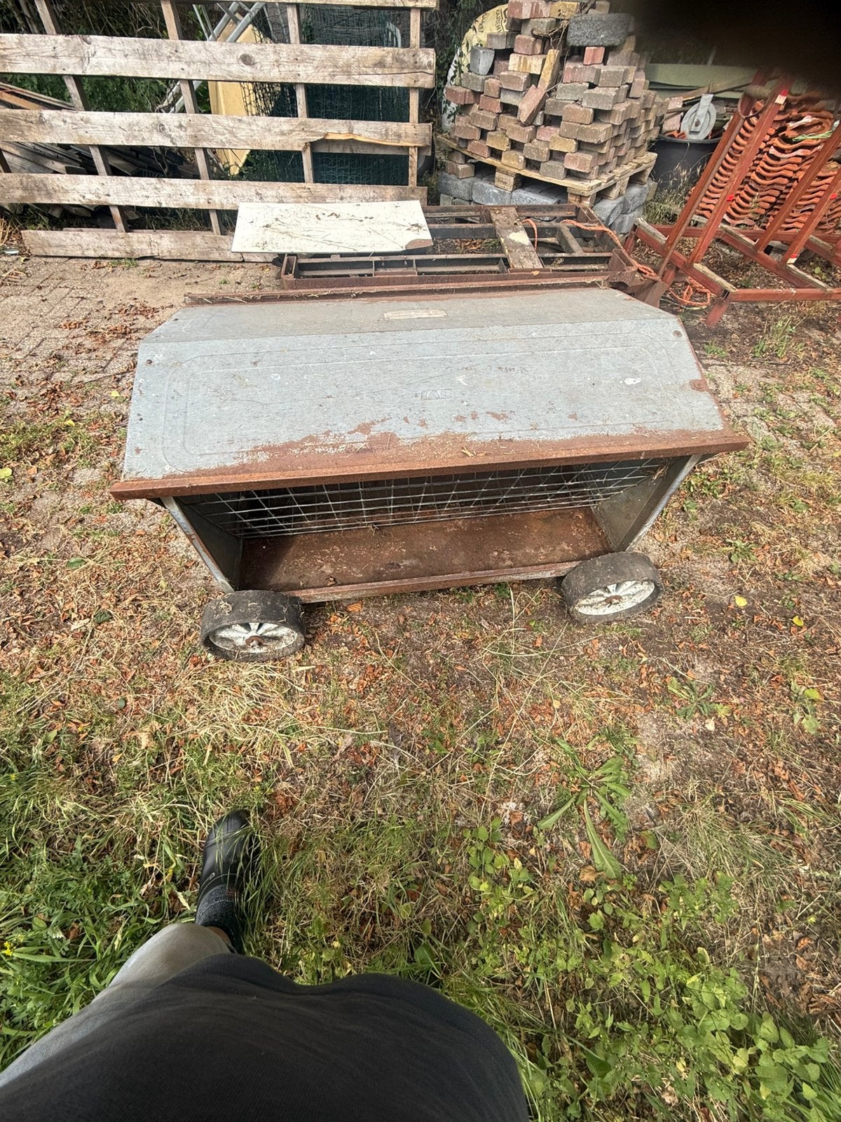Veno hooi ruif, Meerdere dieren, Schaap