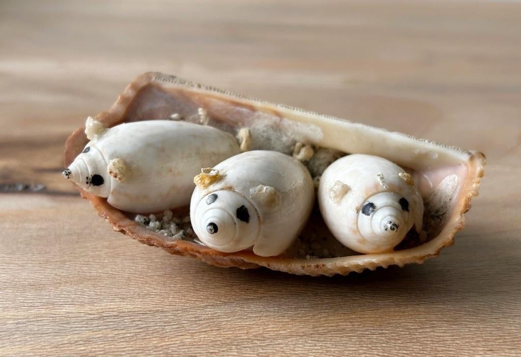 Vintage Schelp Zeehondjes 9 cm Curacao, Ophalen of Verzenden