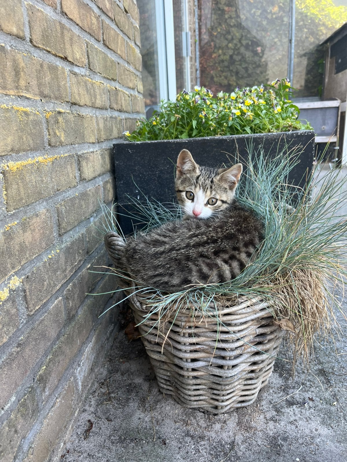2 super mooie, lieve katertjes, kittens, cypers, Dieren en Toebehoren, Katten en Kittens | Overige Katten, Kater, Kortharig, 0 tot 2 jaar