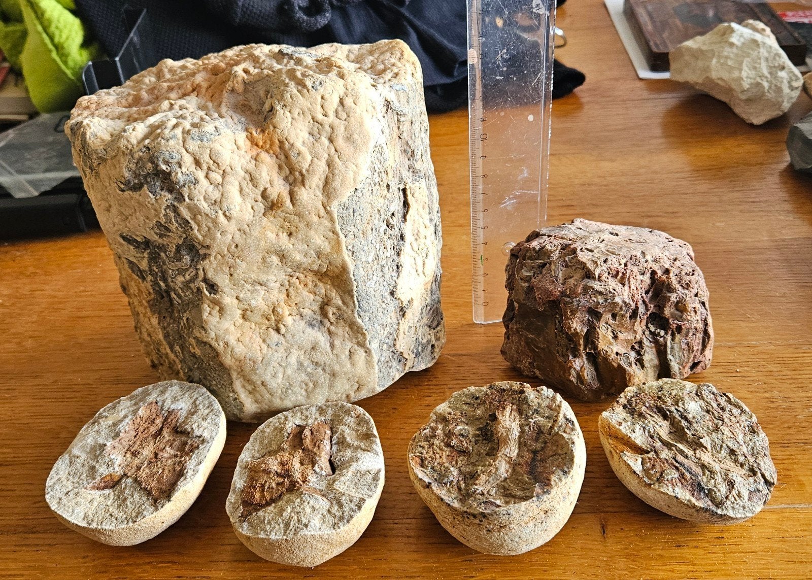 Collectie van versteend hout, Ophalen of Verzenden, Fossiel