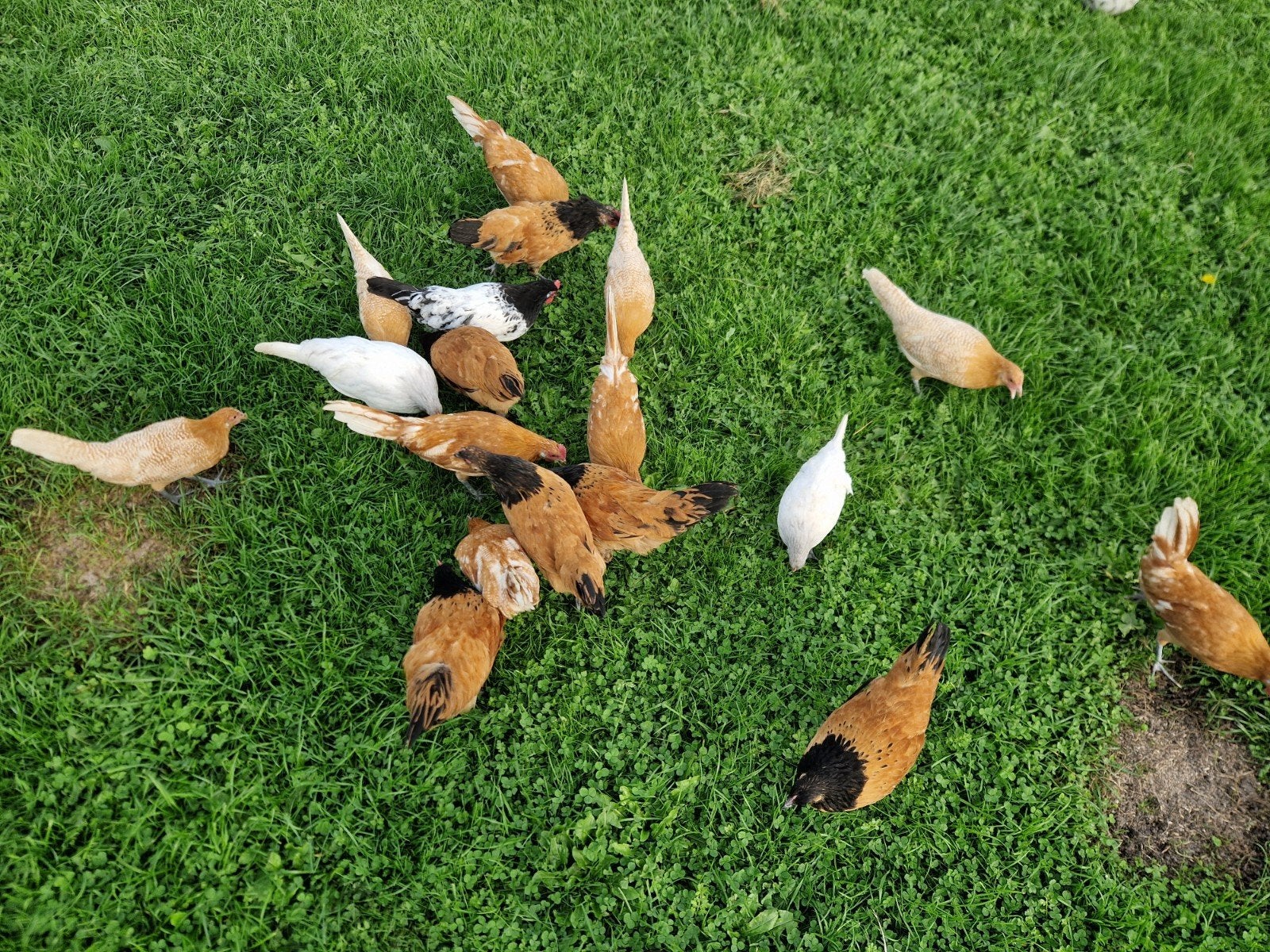 Kuikens verschillende rassen, Dieren en Toebehoren, Meerdere dieren, Kip