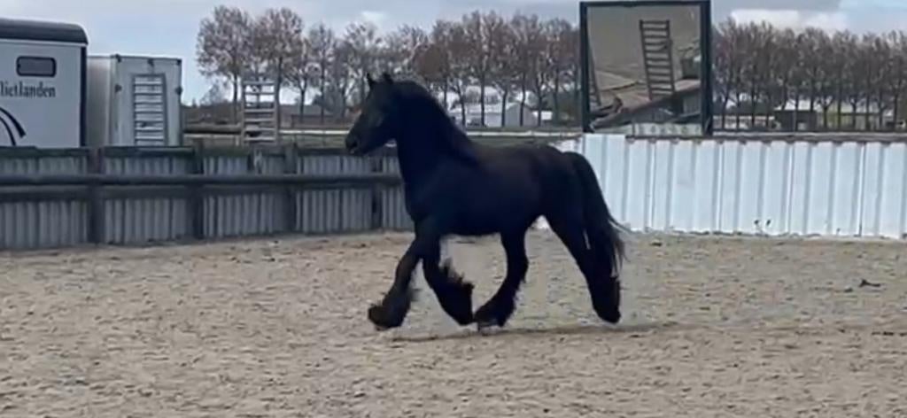 Verschillende super mooie Fell pony's te koop en ter dekking, Dieren en Toebehoren, Pony's, M, 0 tot 2 jaar, Hengst, Gechipt