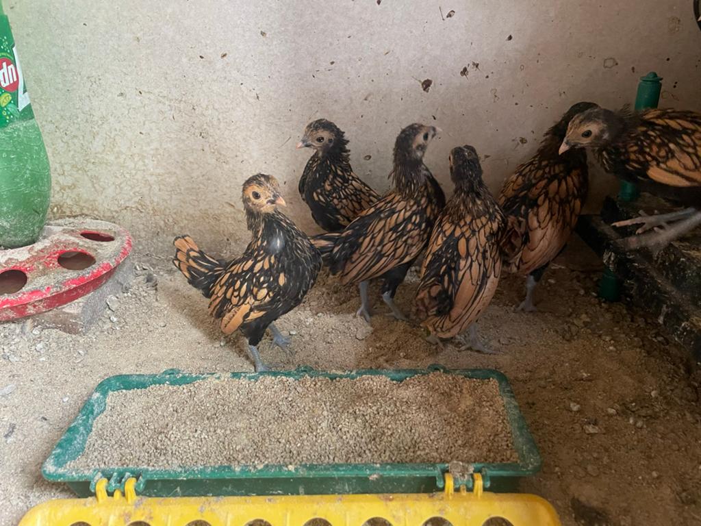 Sebright kuikens, Dieren en Toebehoren, Pluimvee, Meerdere dieren, Kip