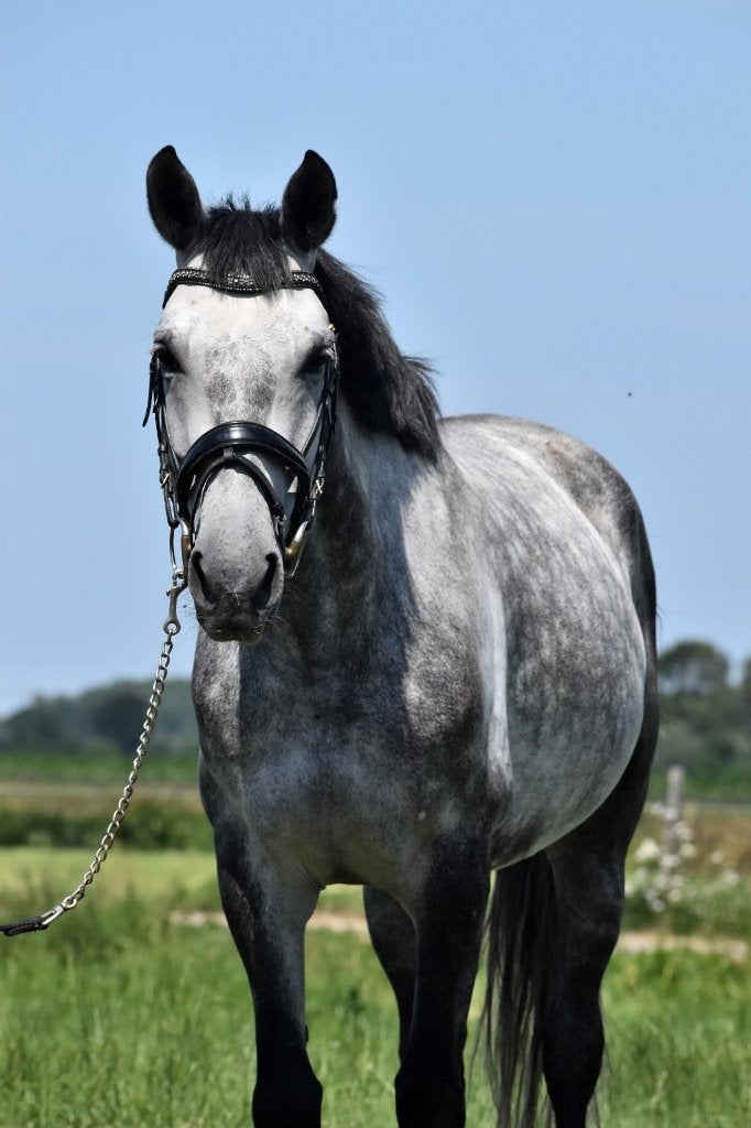 ## SUPER LEUKE, prachtige & lieve PRE ruin ##, Met stamboom, Ruin, Dressuurpaard, 3 tot 6 jaar