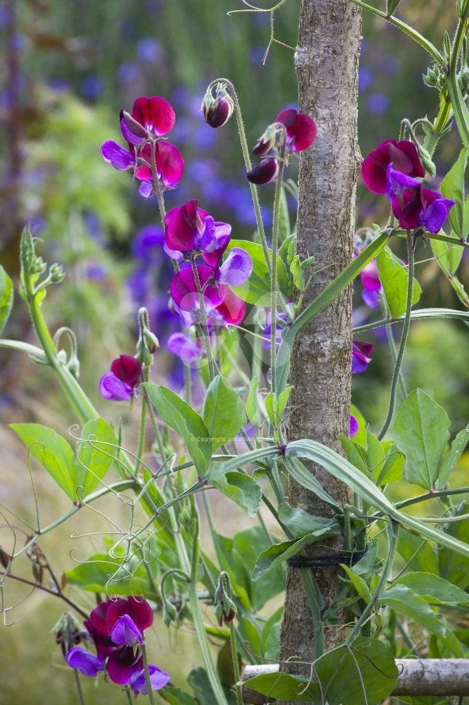 Zaden Lathyrus odoratus Matucana, Verzenden, Volle zon