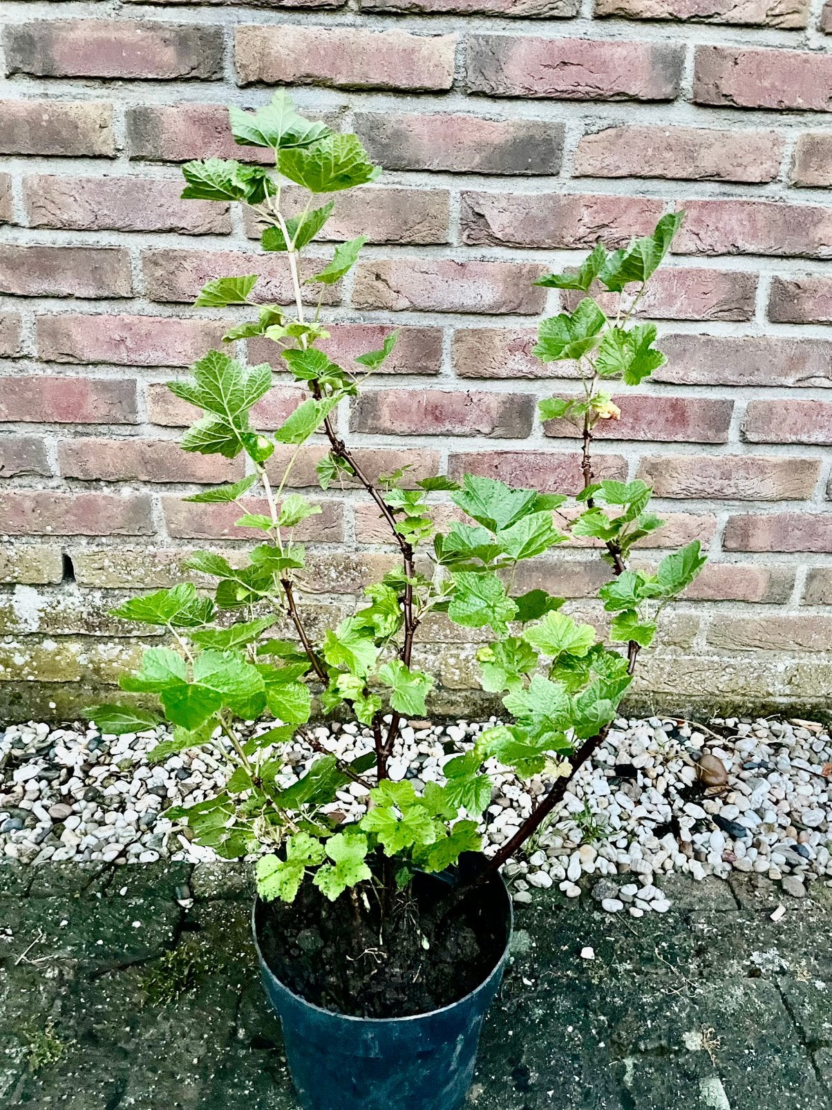Rode Aalbes in pot, Volle zon, Vaste plant, Ophalen of Verzenden, Fruitplanten