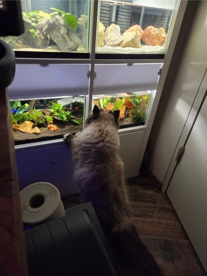garnalenflat - aquarium kweekstelling, Ophalen, Inclusief deksel, Zo goed als nieuw, Leeg aquarium