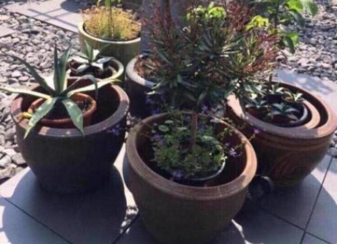 Grote selectie van diverse BIOLOGISCHE tuinplanten/stekjes, Ophalen of Verzenden, Overige soorten, Volle zon