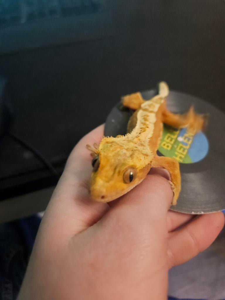 Wimper gekko vrouw Crested Gecko - female for sale from Rianne.b