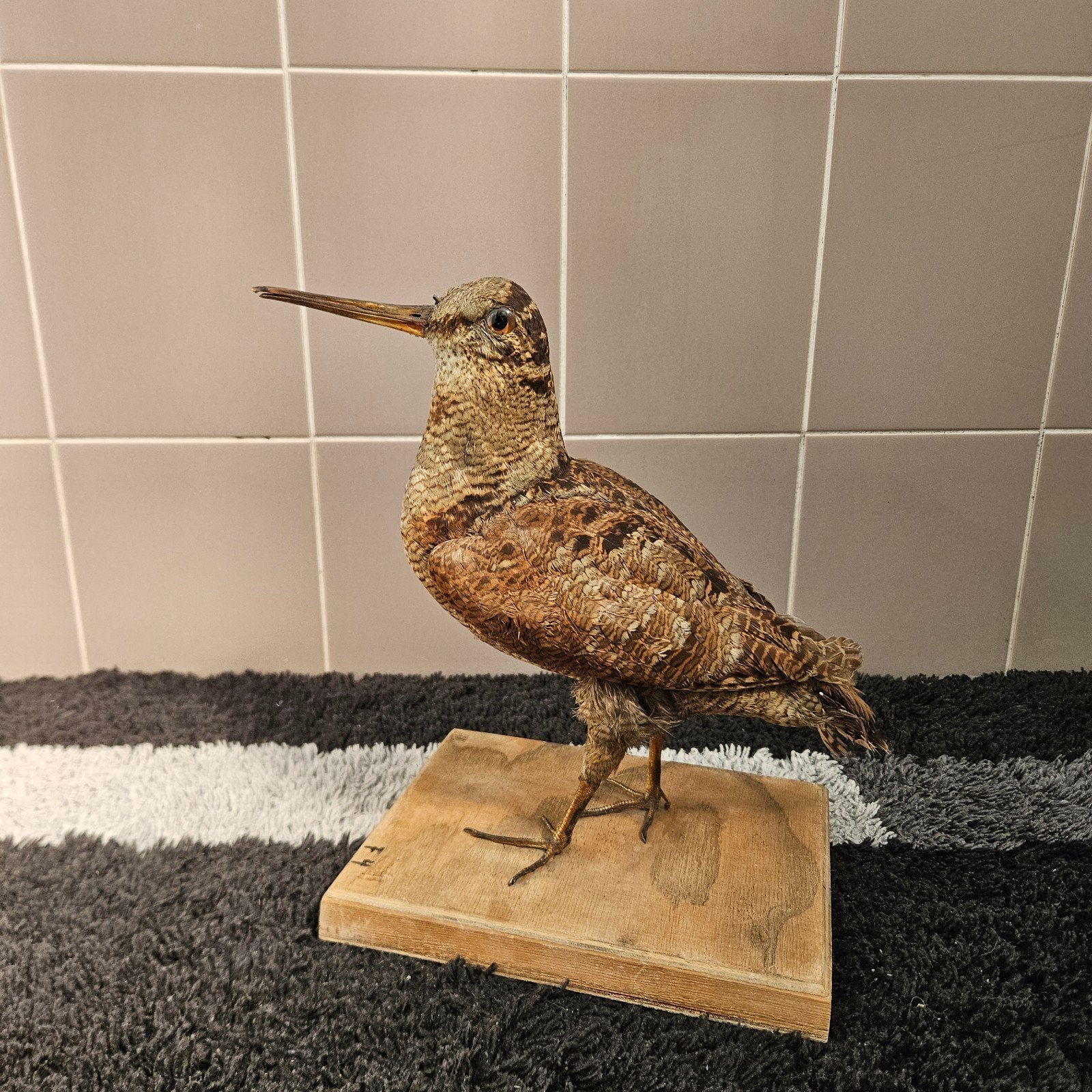 Opgezette Houtsnip Opgezet taxidermie taxidermy geprepareerd, Verzamelen, Ophalen of Verzenden, Gebruikt, Vogel, Opgezet dier