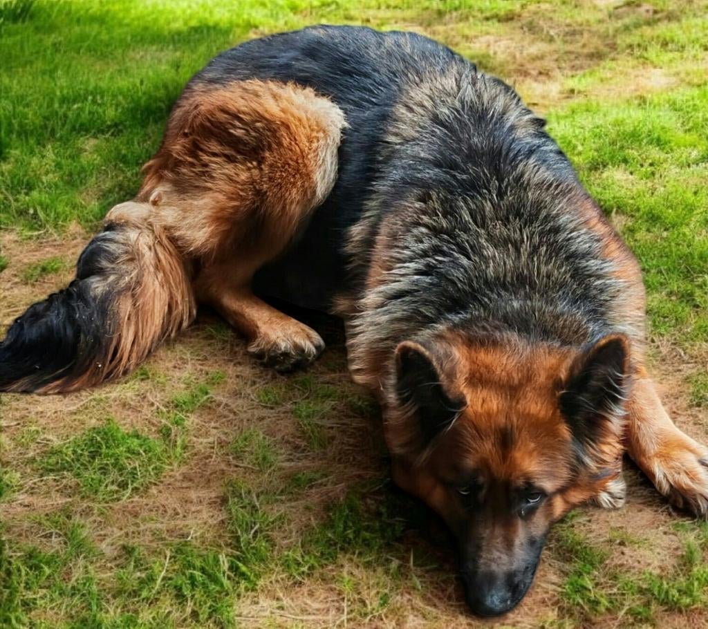 Oud duitse herder pups met rechte rug., Dieren en Toebehoren, Honden | Herdershonden en Veedrijvers, Meerdere dieren, Herder, Fokker | Hobbymatig