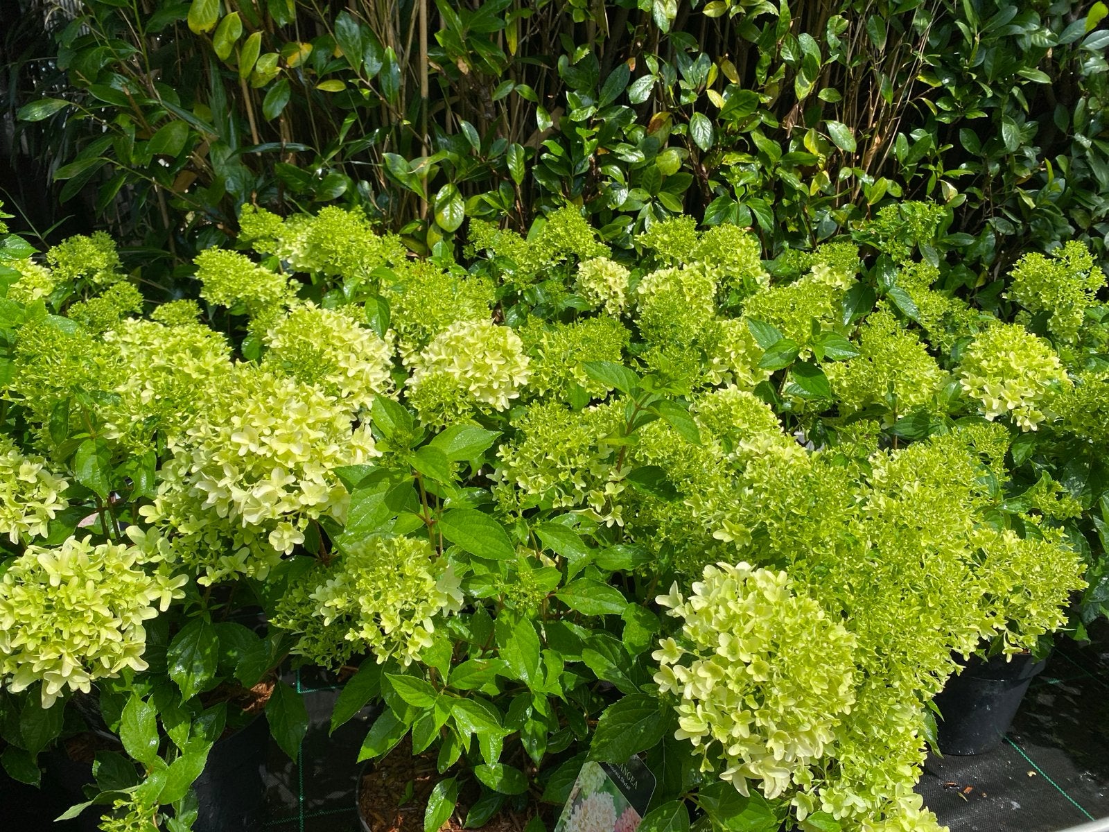 Hydrangea paniculata Skyfall - Pluimhortensia, Volle zon, Vaste plant, Zomer, Ophalen