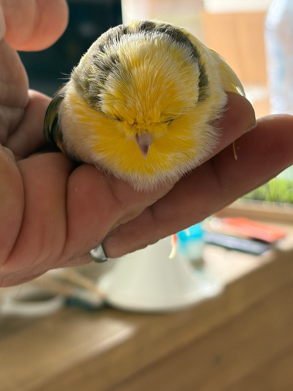 Gloster mannetje, Mannelijk