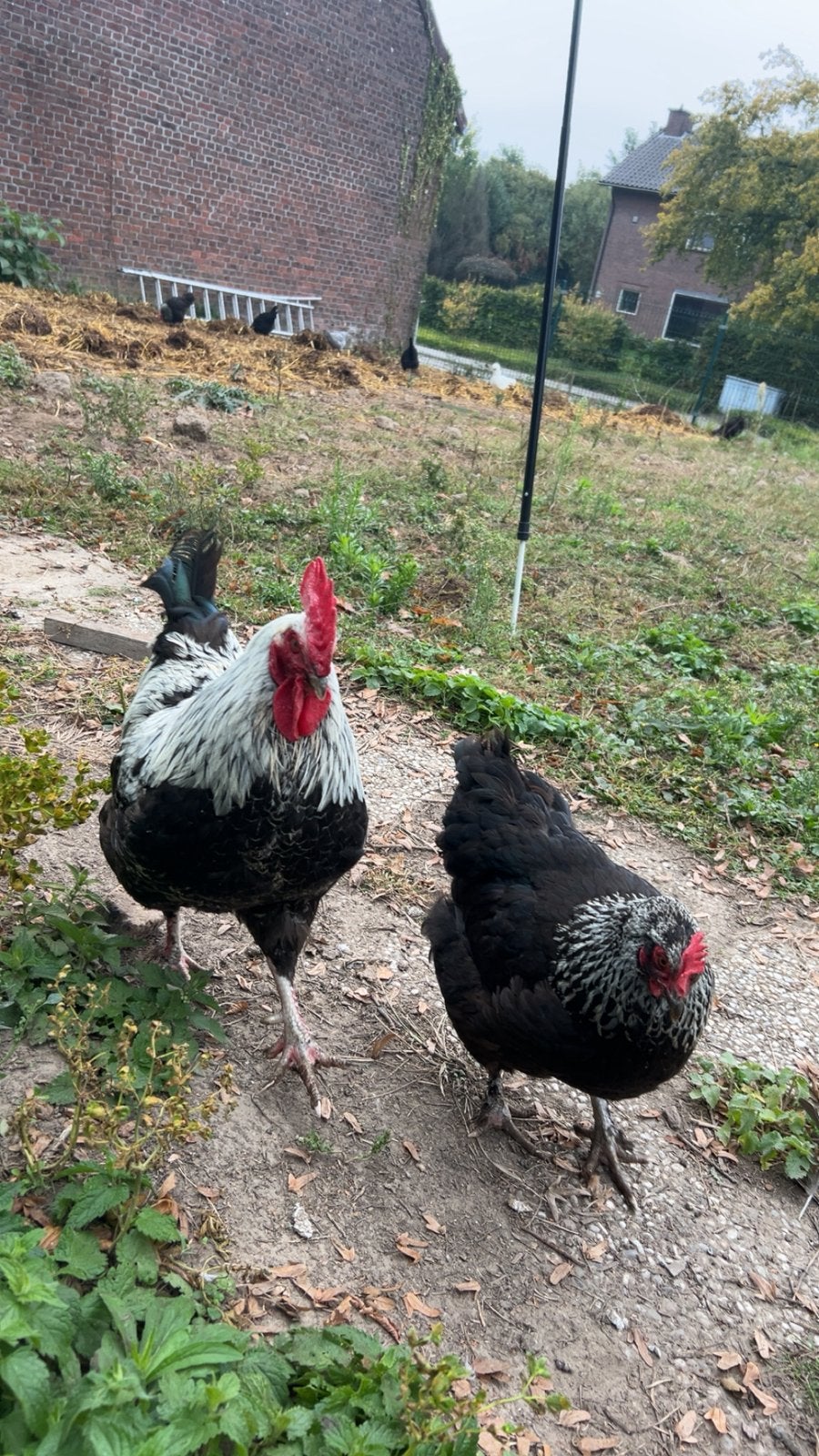 Marans zilverhals koppen onverwant, Dieren en Toebehoren, Meerdere dieren, Kip
