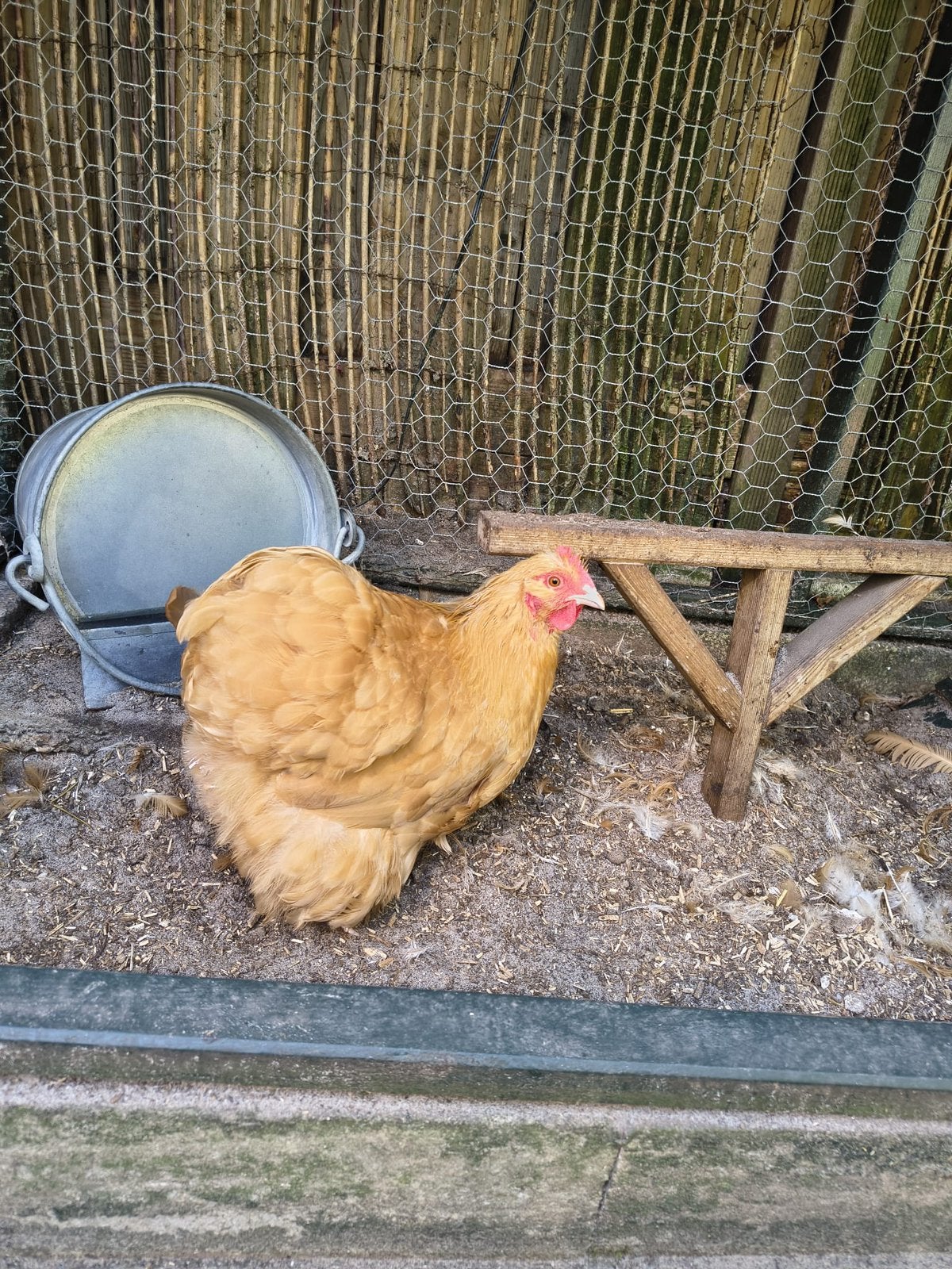 Kip (gratis af te halen), Dieren en Toebehoren, Pluimvee, Vrouwelijk, Kip