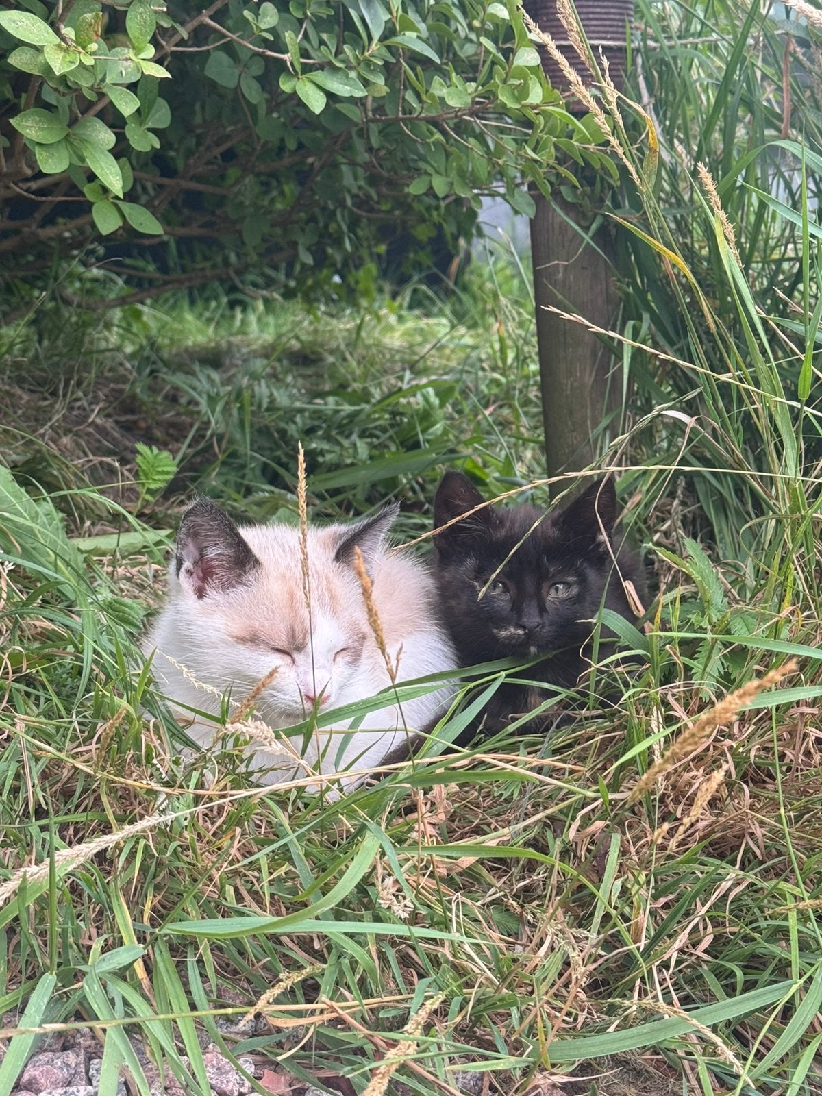 Lieve en sociale boederij kittens, Meerdere dieren