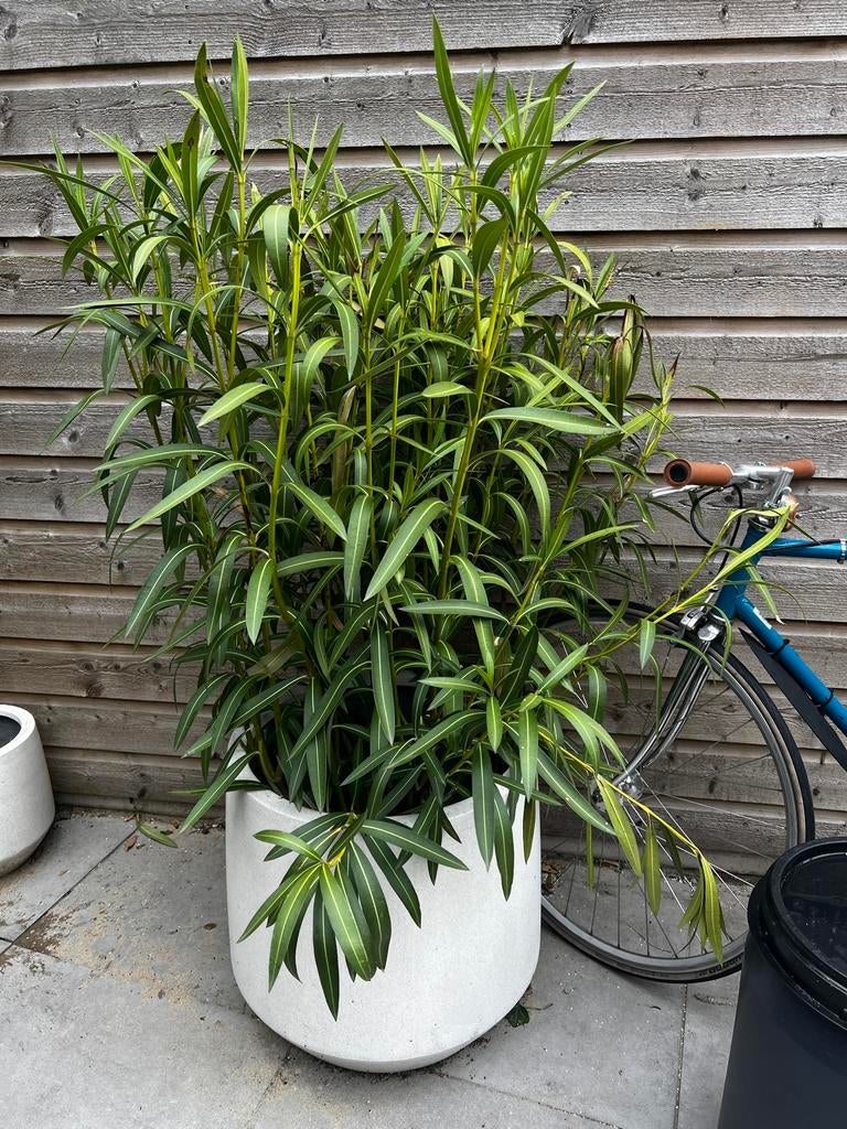 Grote Oleander plant (zonder pot), Tuin en Terras, Planten | Tuinplanten, Volle zon, Vaste plant, Zomer, Ophalen