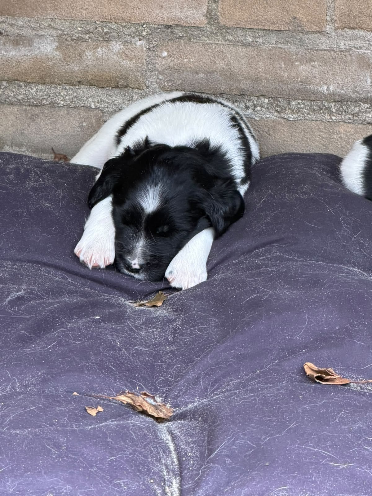 Heidewachtel (75%) x Friese Stabij pups - 19 aug, Overige rassen, 8 tot 15 weken, CDV (hondenziekte), Meerdere